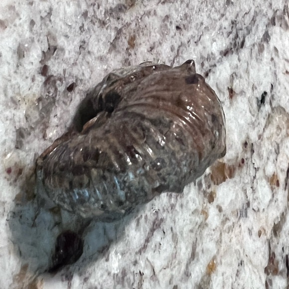 Ammonite, fossil, craft fossil, natural ammonite fossil, ammonite specimen. - Picture 5 of 9